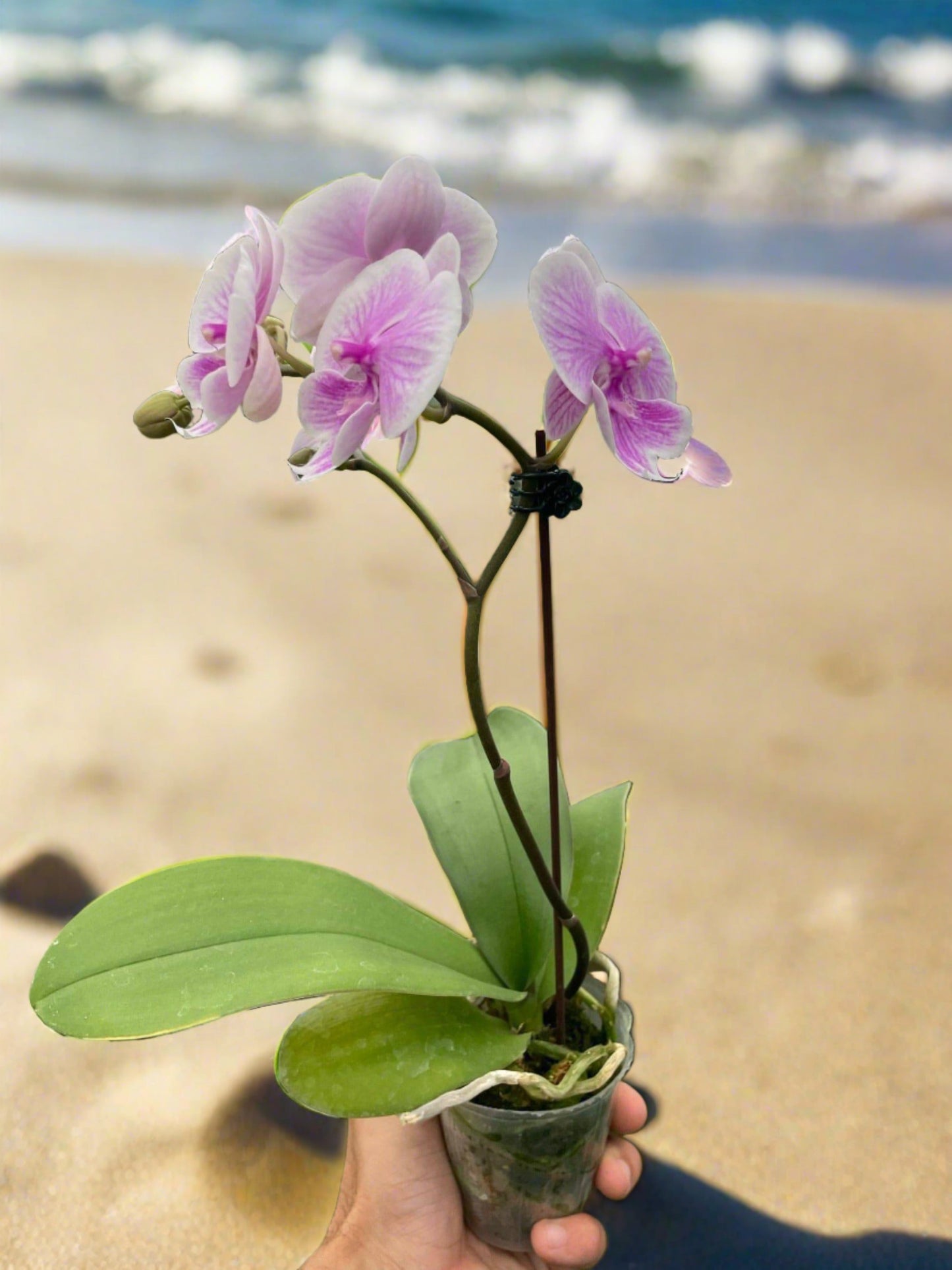 Orchid 'Light Pink Phalaenopsis' - Plantonio