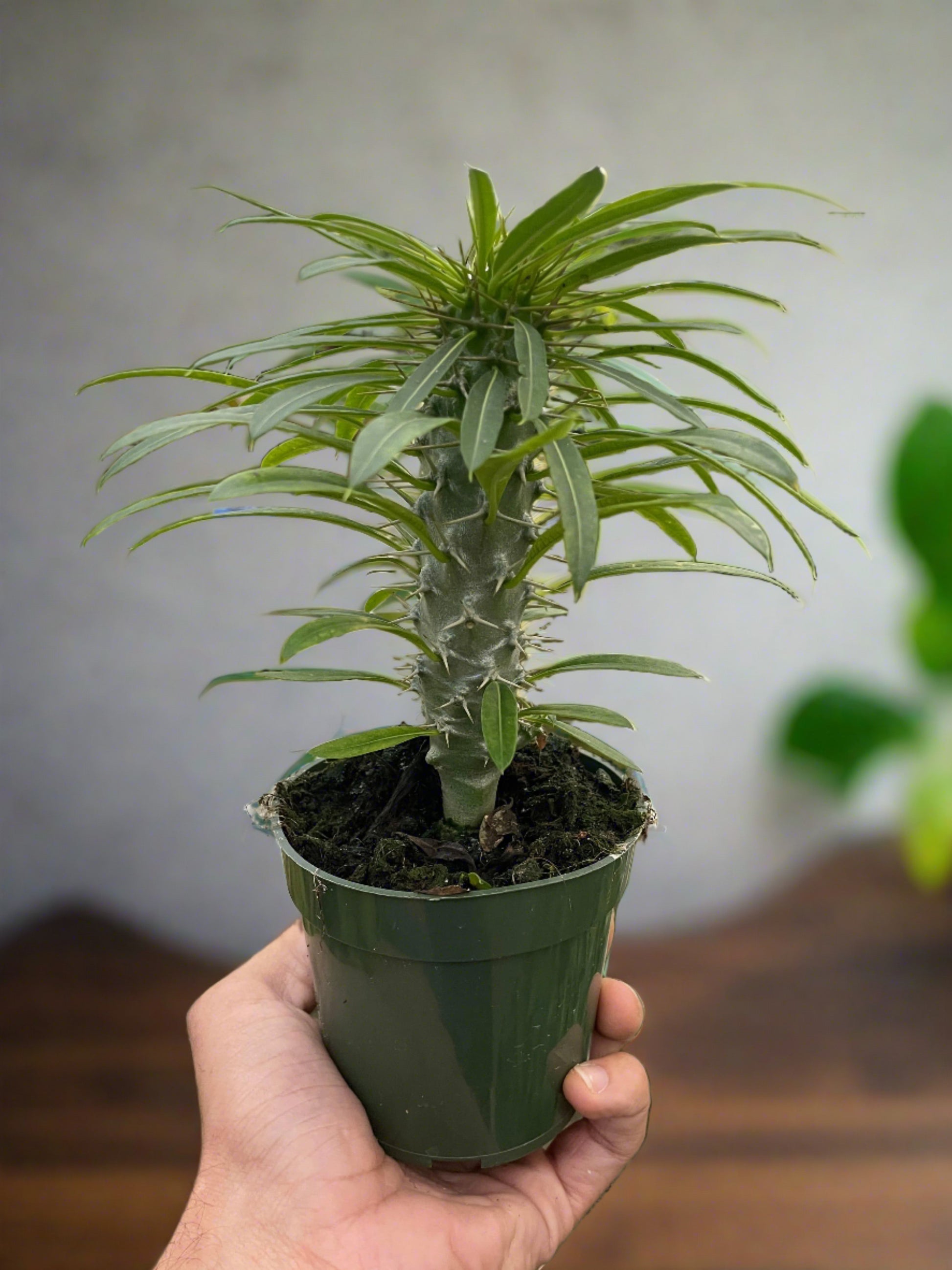 Pachypodium 'lamerei' (Madagascar Palm) - Plantonio