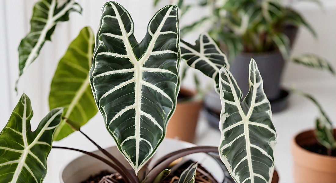 Alocasia Variegated Dawn: The Ultimate Guide to Growing and Caring for this Stunning Plant Variety
