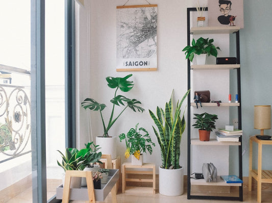 Common Mistakes to Avoid When Watering Your Houseplants