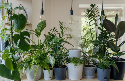 Enhancing Your Indoor Jungle: Creating the Ideal Lighting Conditions for Your Houseplants