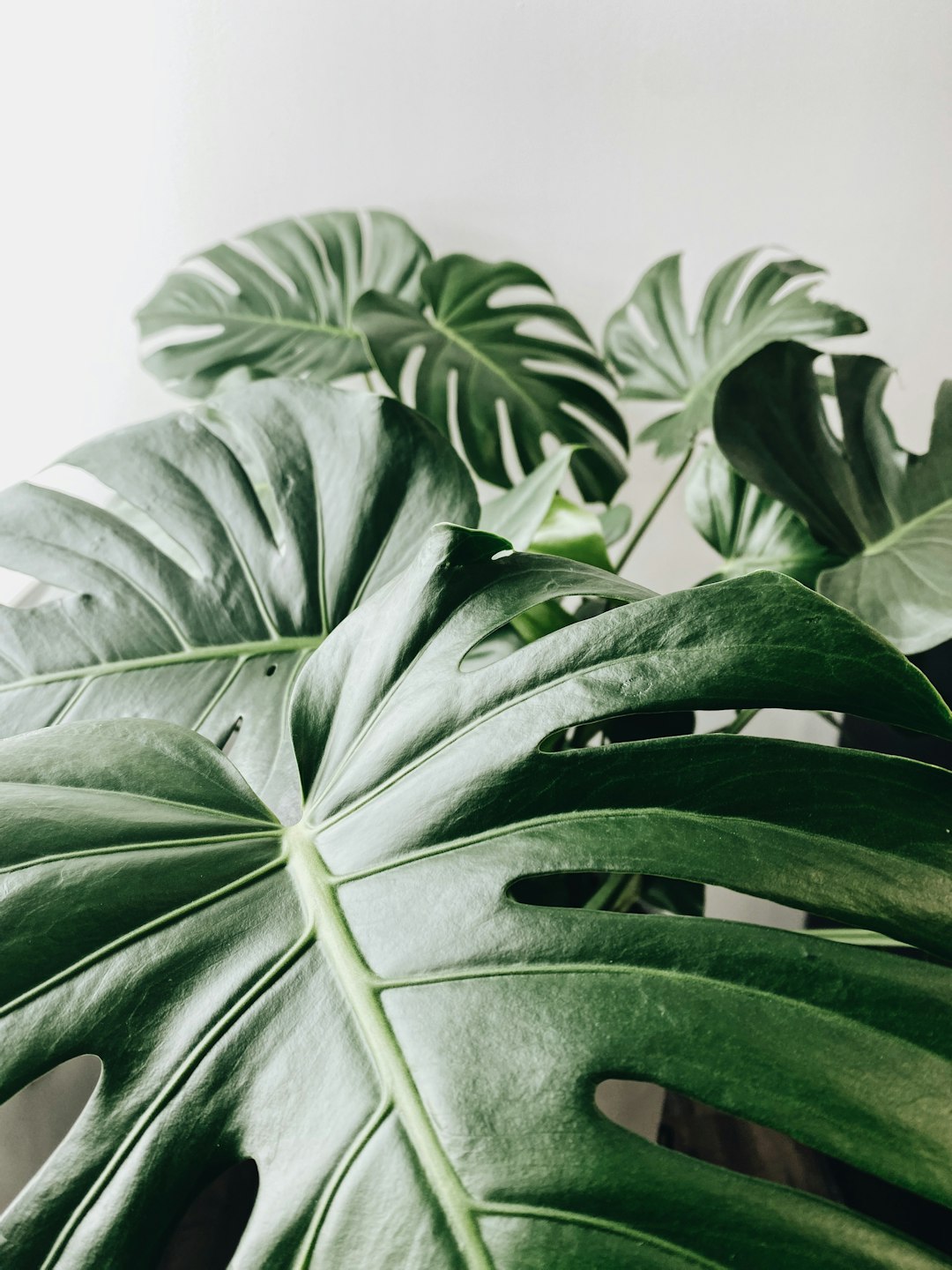 Repotting Houseplants: When and How to Do It