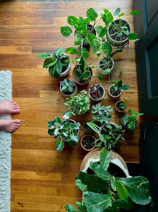 Discover the Best Low-Maintenance Houseplants for Beginners