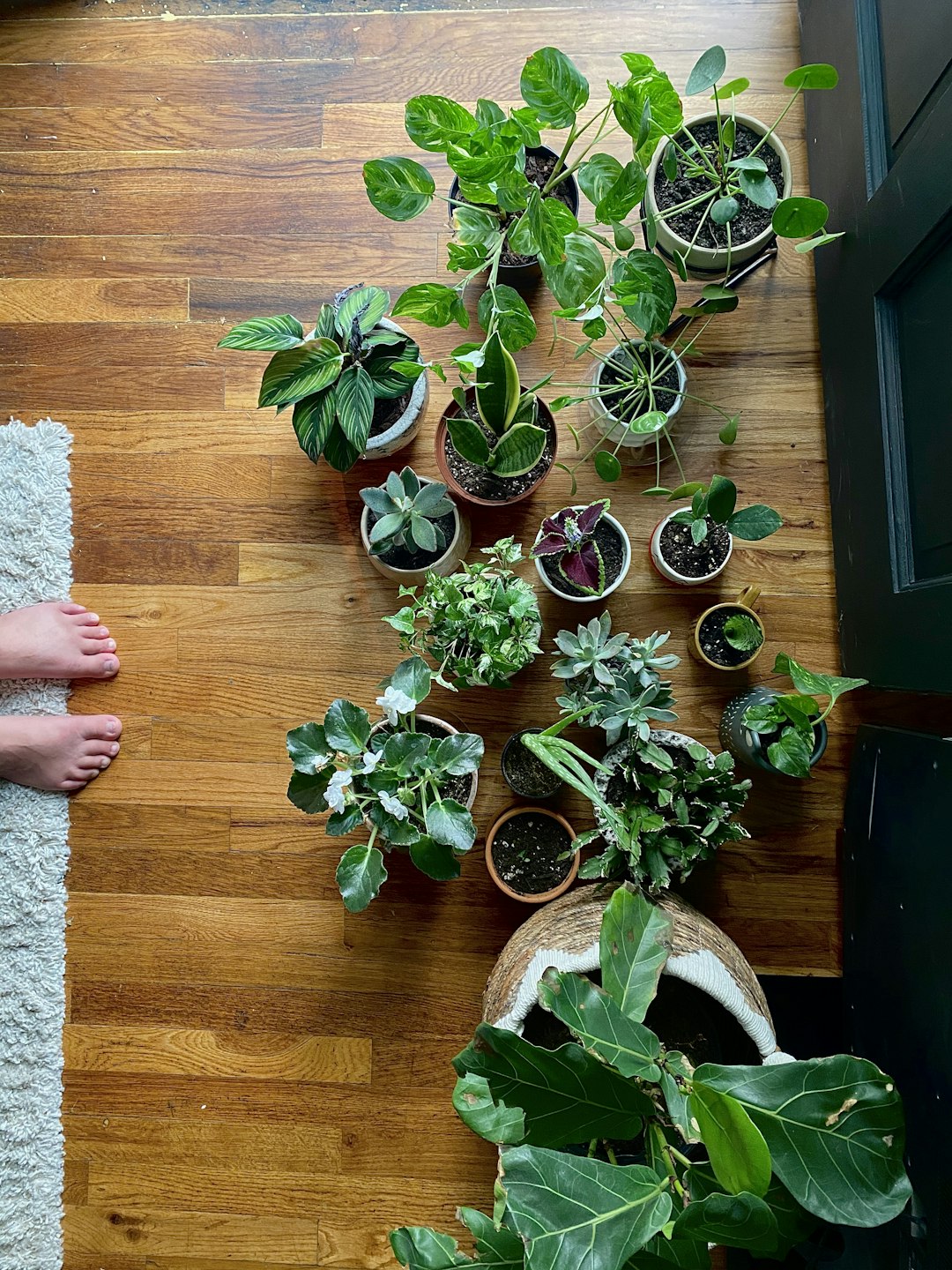 Discover the Best Low-Maintenance Houseplants for Beginners