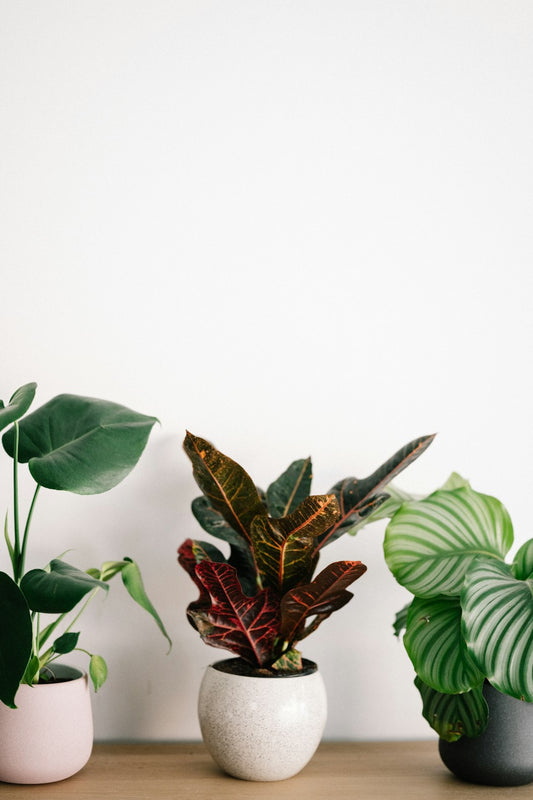 Ultimate Guide: Best Practices for Fertilizing Your Houseplants