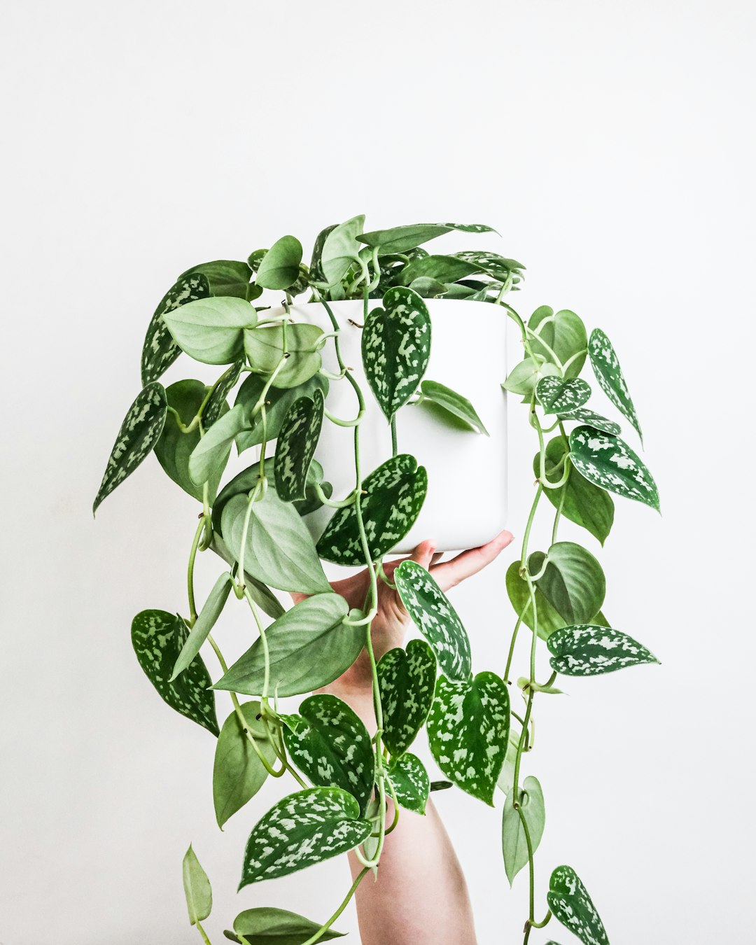 Optimizing Humidity and Temperature for Healthier Houseplants