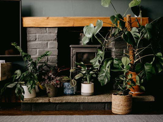The Importance of Soil Health in Houseplant Care