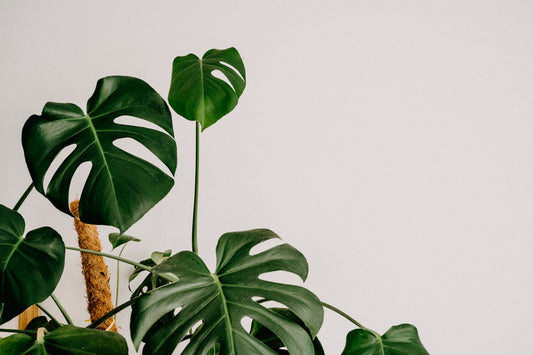 Perfecting Your Houseplant Care Routine to Thrive