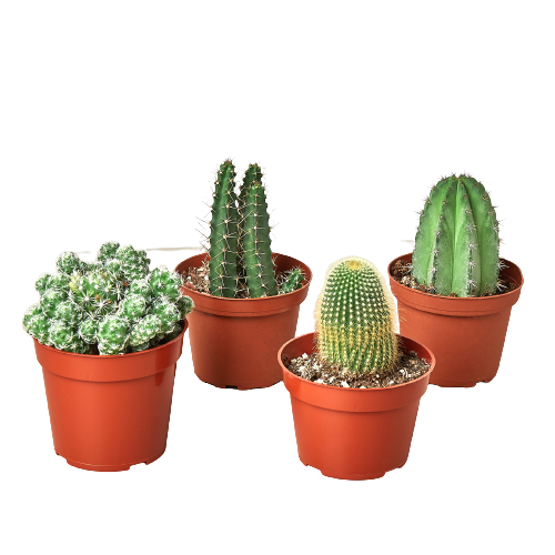 Cactus Collection Picture of 4 Cactus