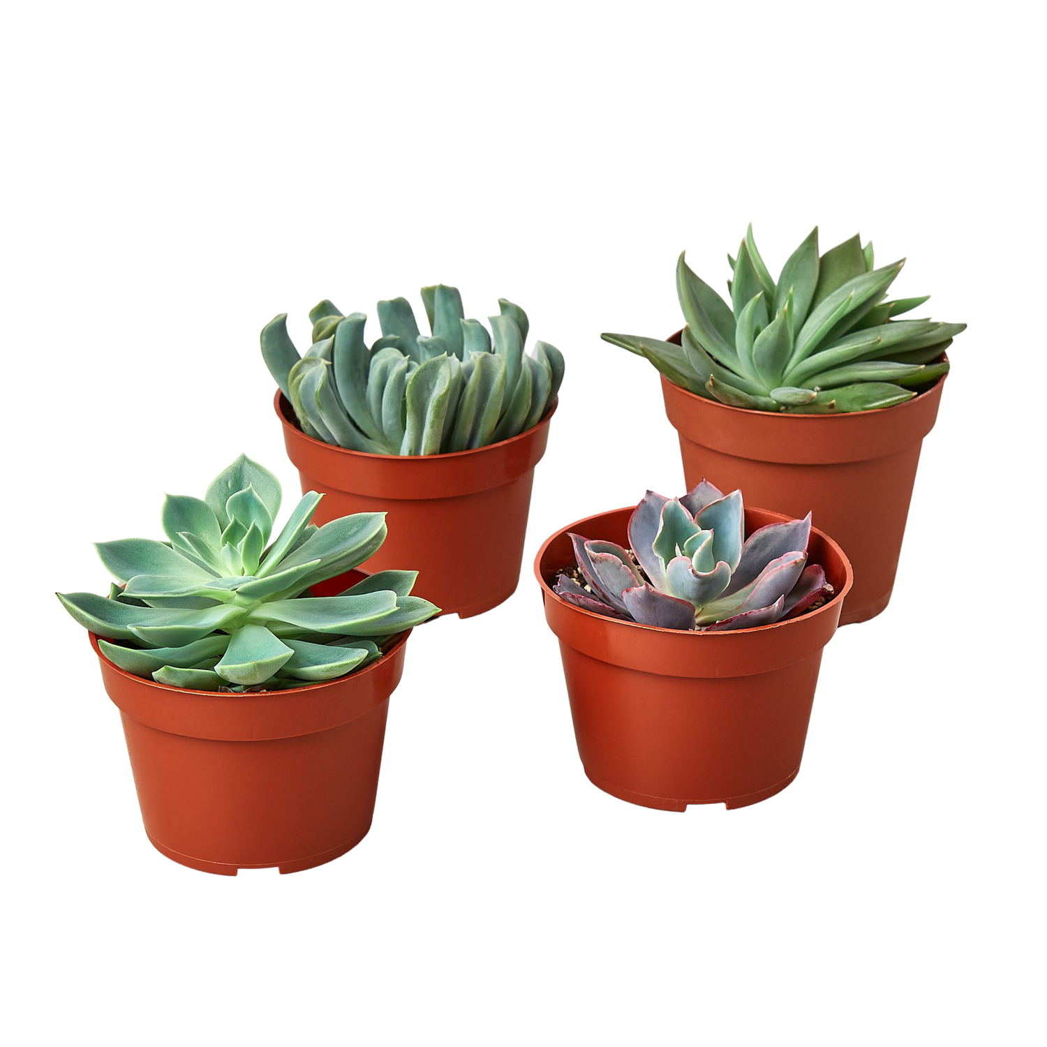 ucculent Variety Pack - 4.0" Pot - Plantonio