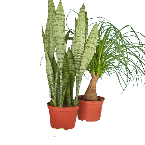 2 - 6" Indoor Plants Premium Subscription box - Plantonio