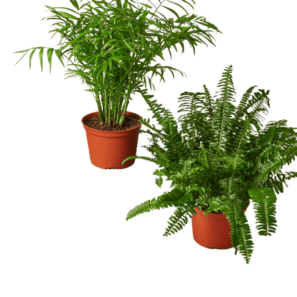 2 - 6" Pet-Friendly Plants Premium Subscription box - Plantonio