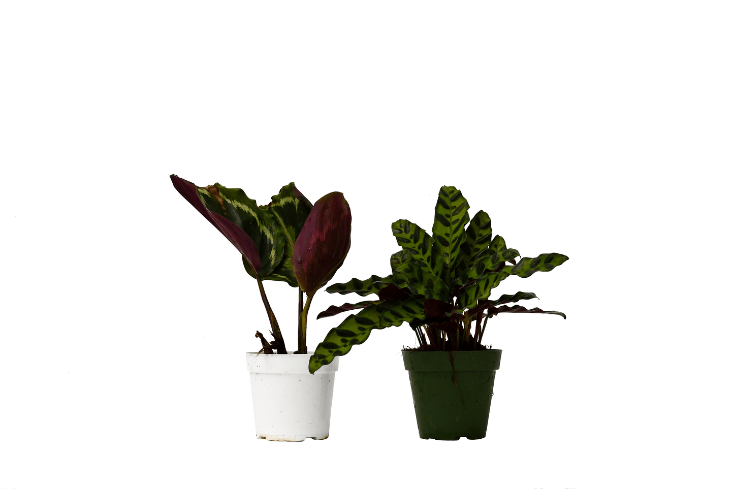 2 Calathea Plants Variety Pack in 4" Pots - Plantonio