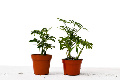 2 Different Schefflera Plants Variety Pack - 4" Pot - Plantonio