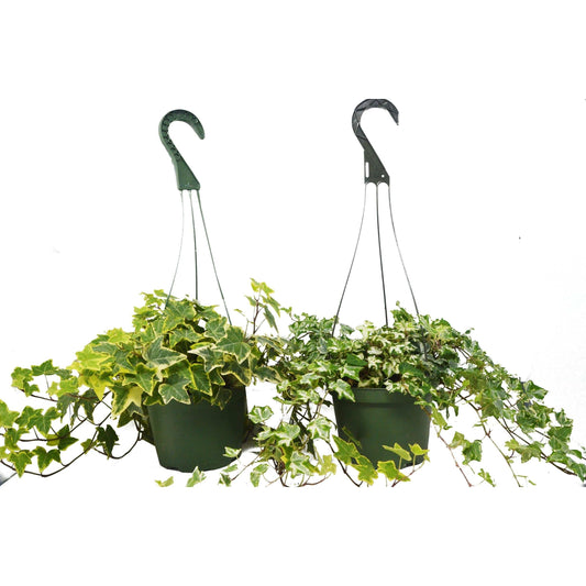 2 English Ivy Variety Pack - FREE Care Guide - 6" Hanging Pot - Plantonio