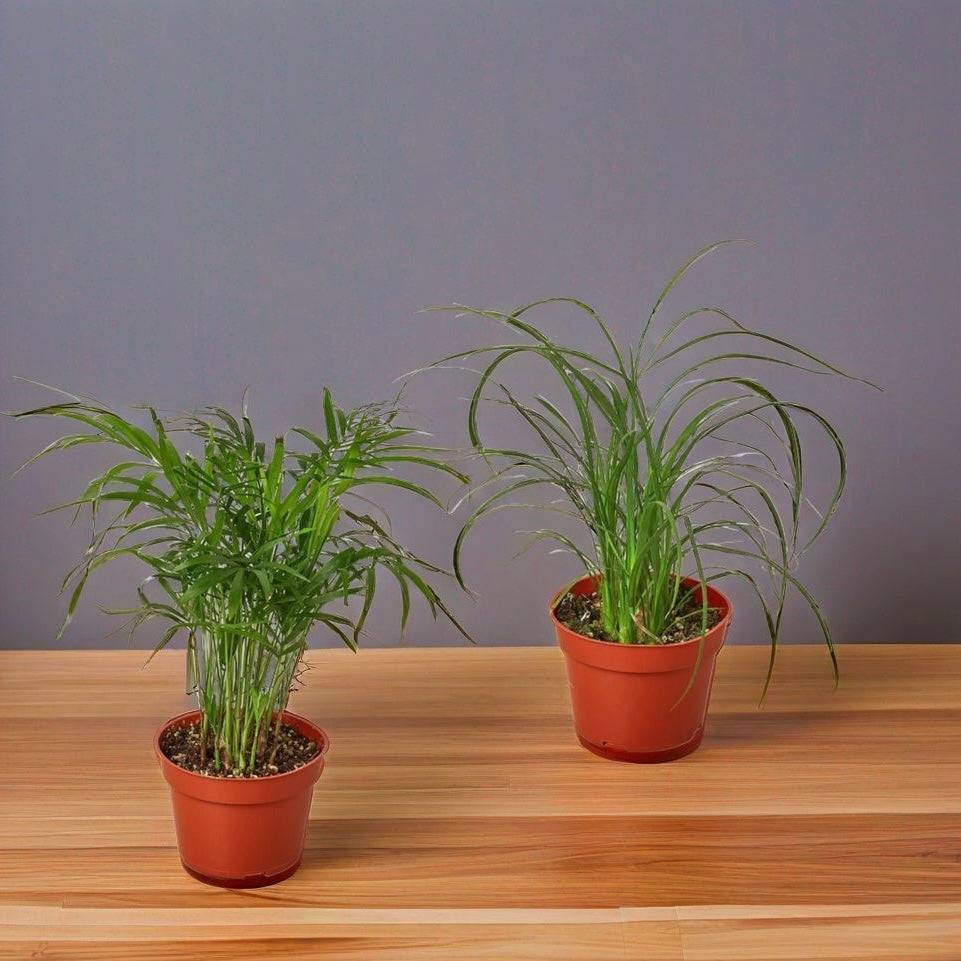 2 Palm Variety Pack / 4" Pots / Live Plant / House Plant - Plantonio