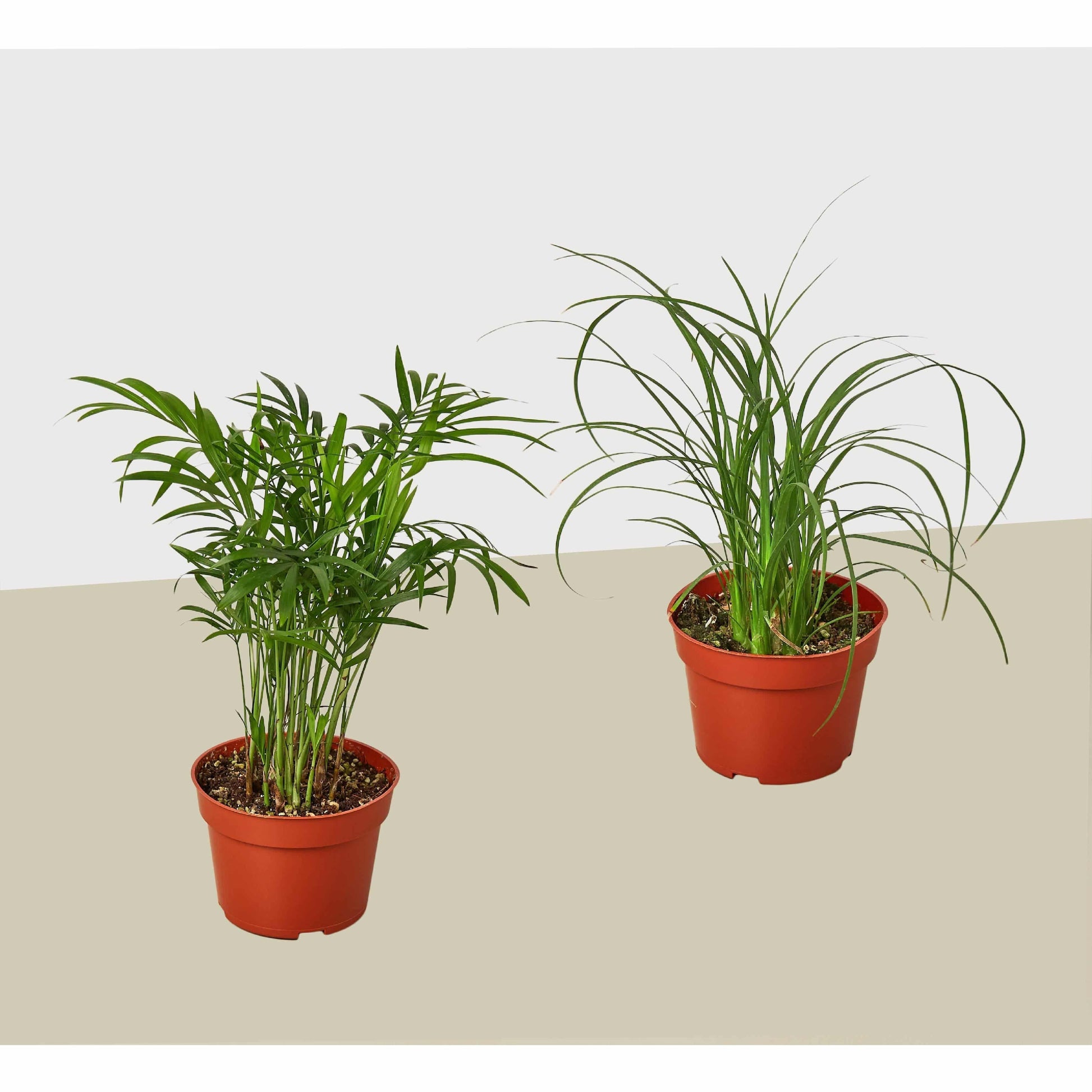 2 Palm Variety Pack / 4" Pots / Live Plant / House Plant - Plantonio