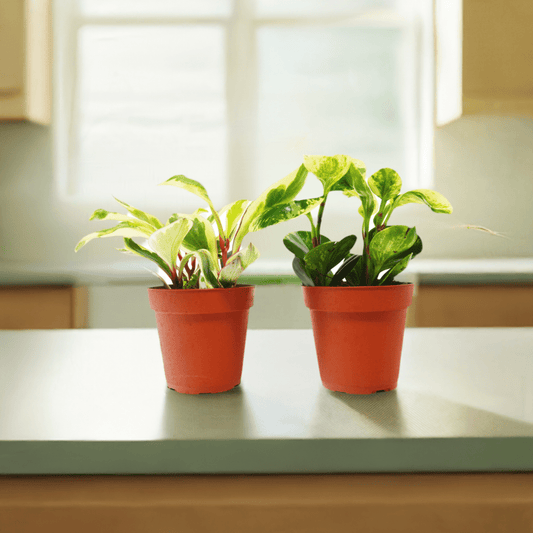 2 Peperomia Plants Variety Pack in 4" Pots - Baby Rubber Plants - Plantonio