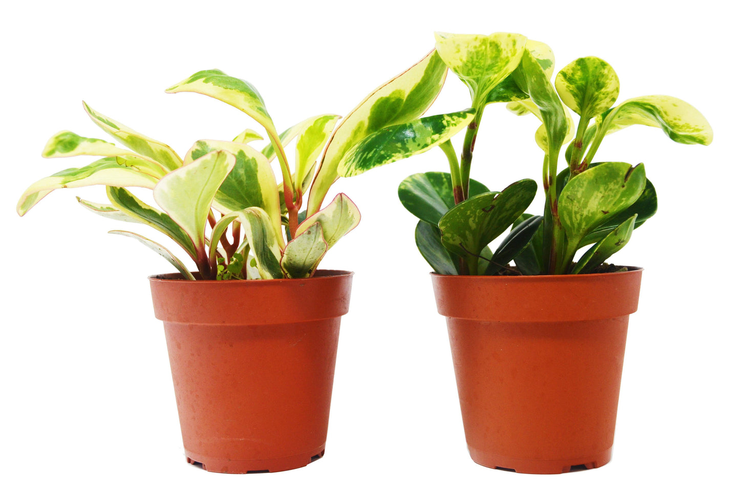 2 Peperomia Plants Variety Pack in 4" Pots - Baby Rubber Plants - Plantonio
