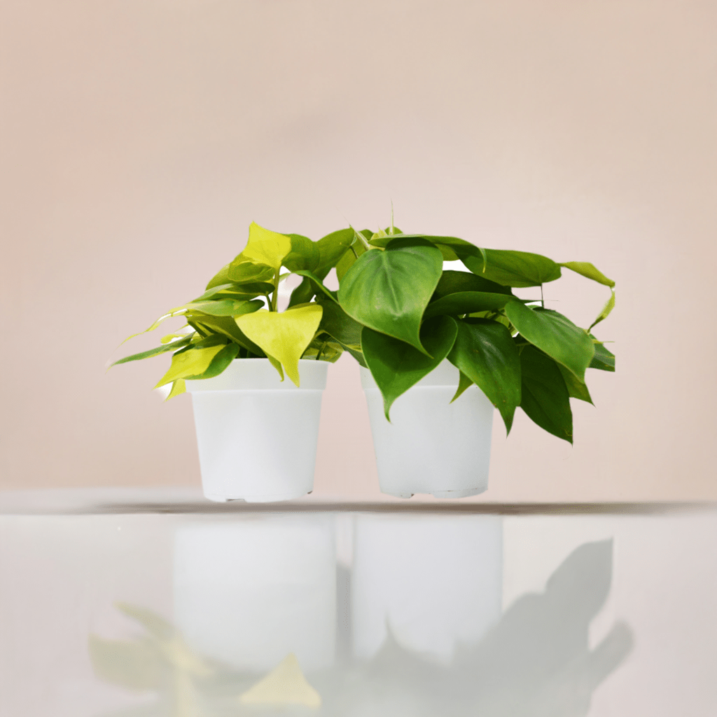 2 Philodendron Variety Pack - 4" Pots - Plantonio