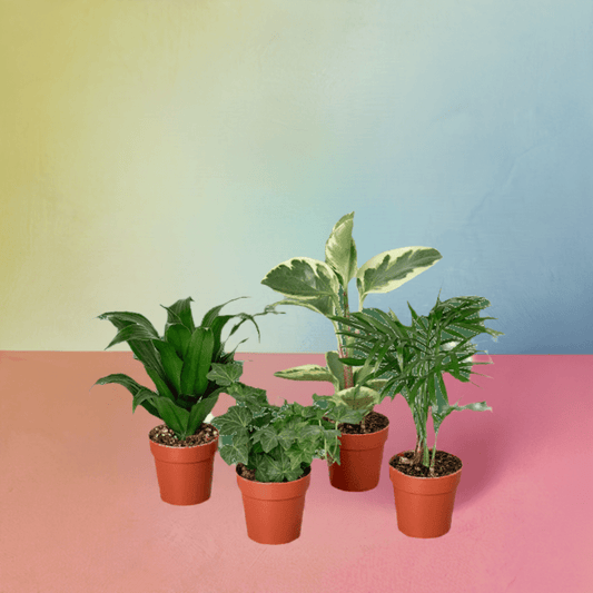 2" Tropical Plant Variety Bundle - Plantonio