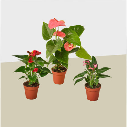 3 Anthurium Variety Pack- All Different Colors - 4" Pots - Plantonio