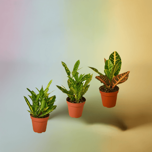 3 Croton Variety Pack / 4" Pot / Live Plant / House Plant - Plantonio