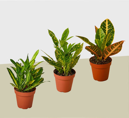 3 Croton Variety Pack / 4" Pot / Live Plant / House Plant - Plantonio