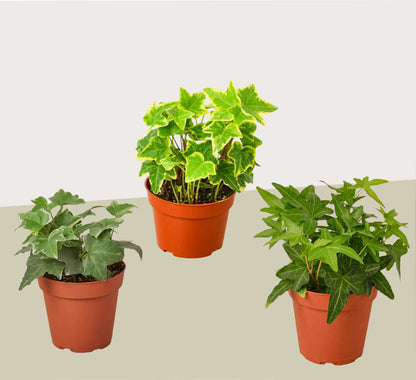 3 Different English Ivy Plants - 4" Pot - Live House Plant - Plantonio