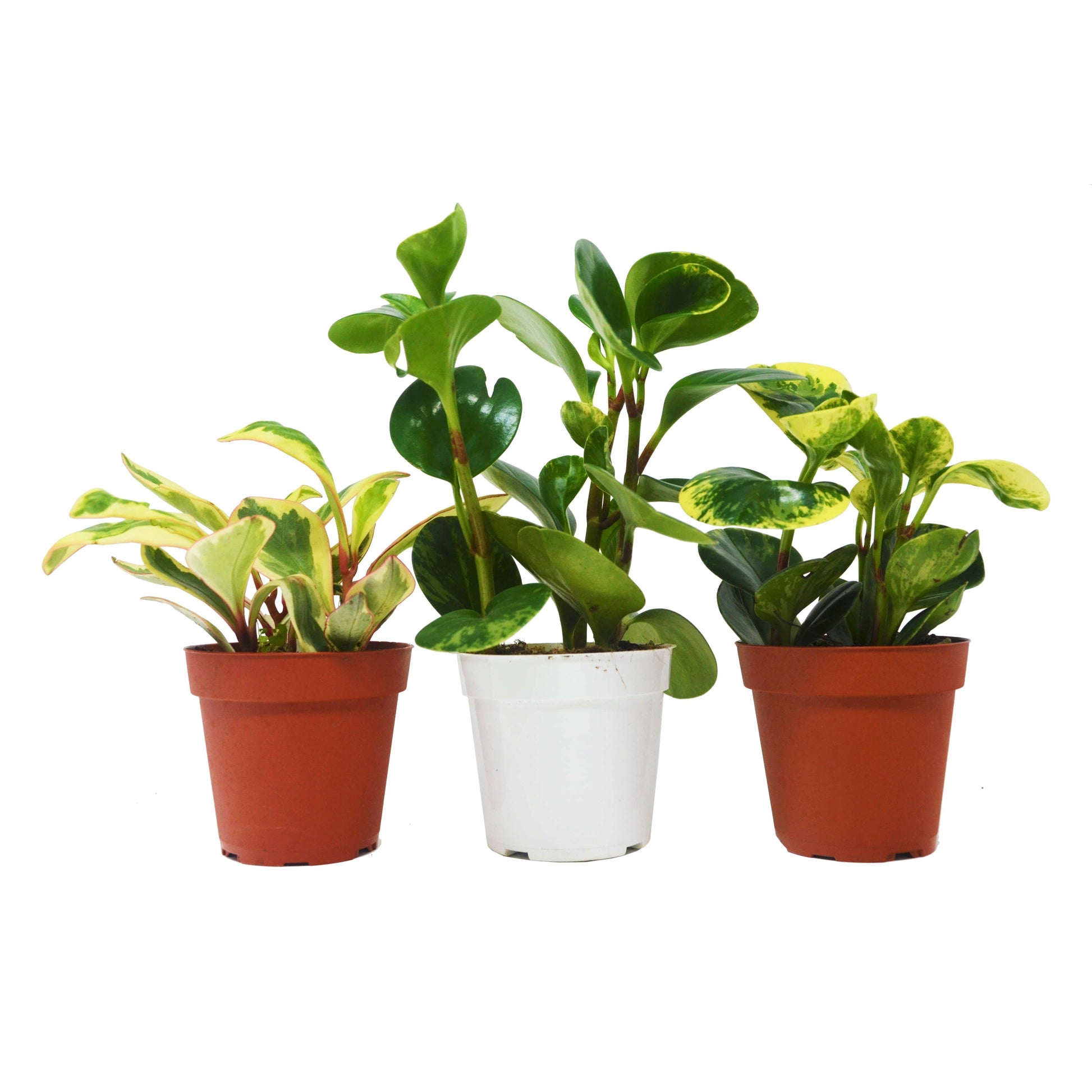 3 Different Peperomia Plants in 4" Pots - Baby Rubber Plants - Plantonio