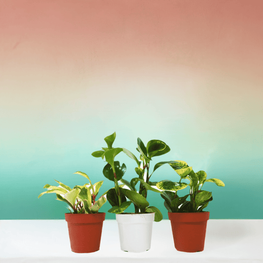 3 Different Peperomia Plants in 4" Pots - Baby Rubber Plants - Plantonio