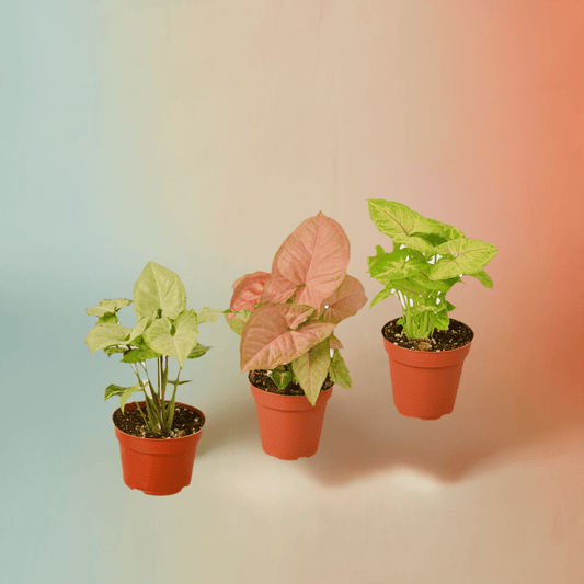 3 Different Syngonium Plants - Arrowhead Plants / 4" Pot / Live Plant - Plantonio
