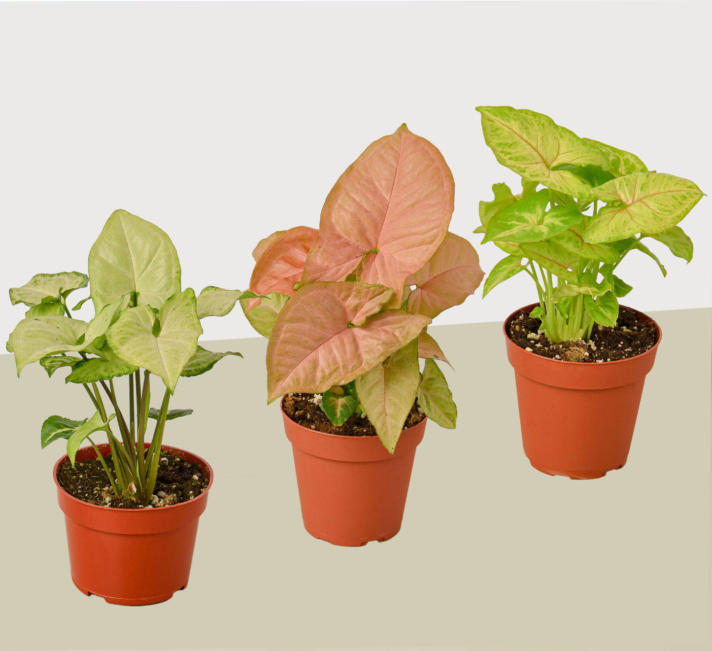 3 Different Syngonium Plants - Arrowhead Plants / 4" Pot / Live Plant - Plantonio