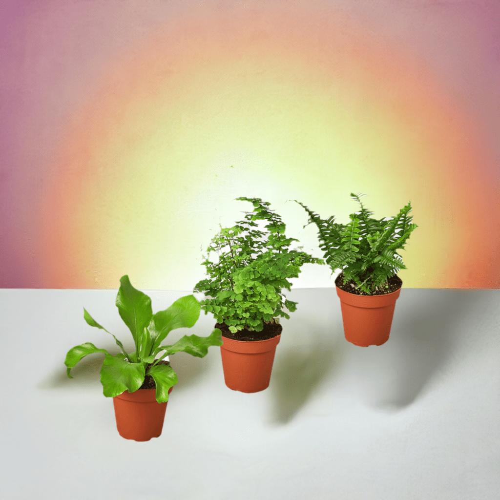 3 Fern Variety Pack - Live Plants - 4" Pot - House Plant - Plantonio