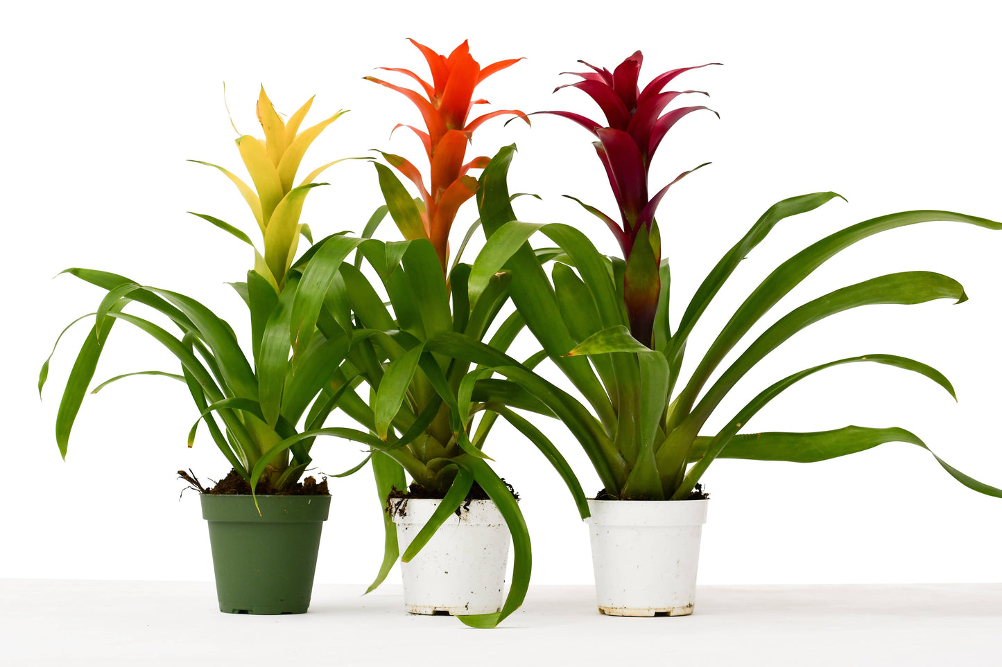 3 Guzmania Bromeliads - Live Plants - 1FT Tall - FREE Care Guide - 4" Pots - Plantonio