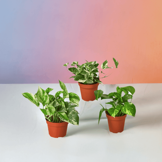 3 Pothos Variety Pack / 4" Pot / Live Plant / Home and Garden Plants - Plantonio