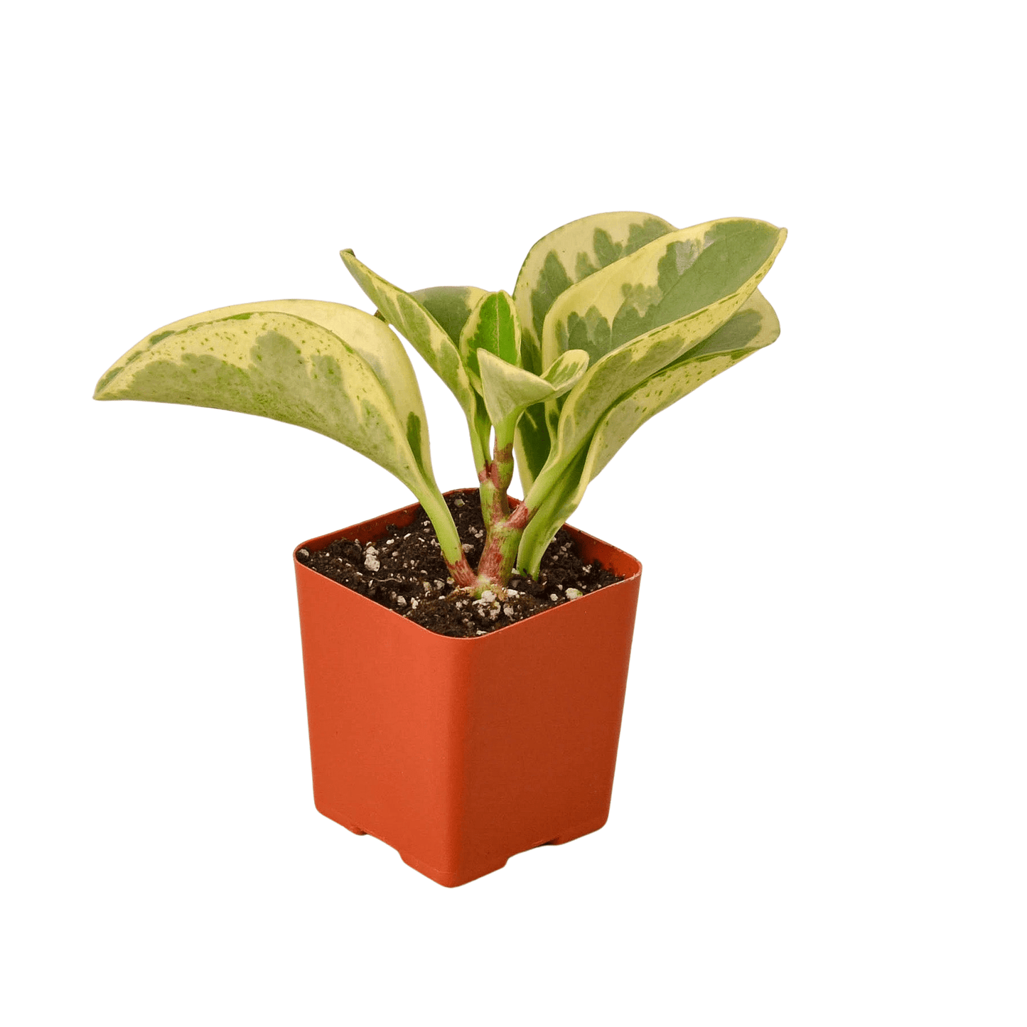 3" Tropical Plant Variety Bundle - Plantonio