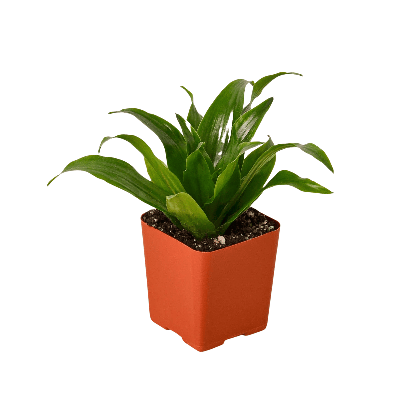 3" Tropical Plant Variety Bundle - Plantonio