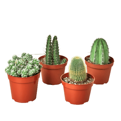 4 Cacti Variety Pack - 4.0" Pot - Plantonio