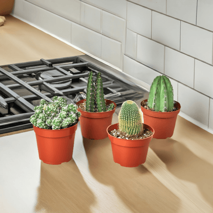 4 Cacti Variety Pack - 4.0" Pot - Plantonio