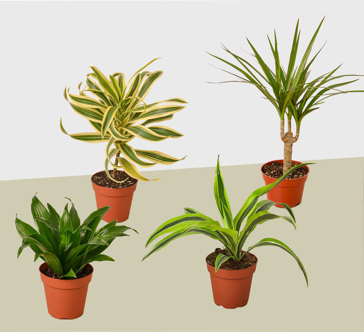 4 Different Dracaenas Variety Pack - Live House Plant - FREE Care Guide - 4" Pot - Plantonio
