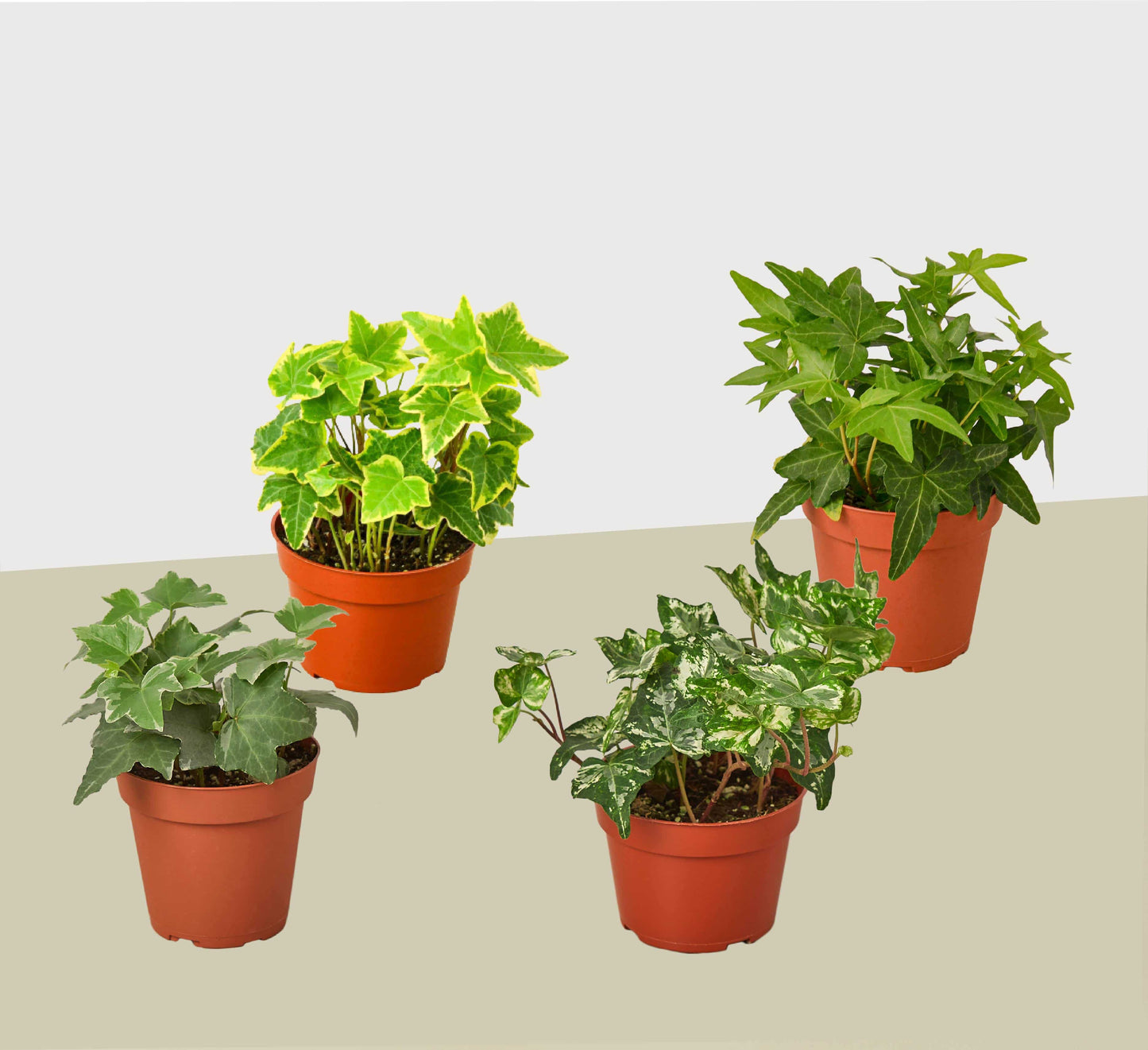 4 Different English Ivy Plants - 4" Pots - Live House Plant - Plantonio