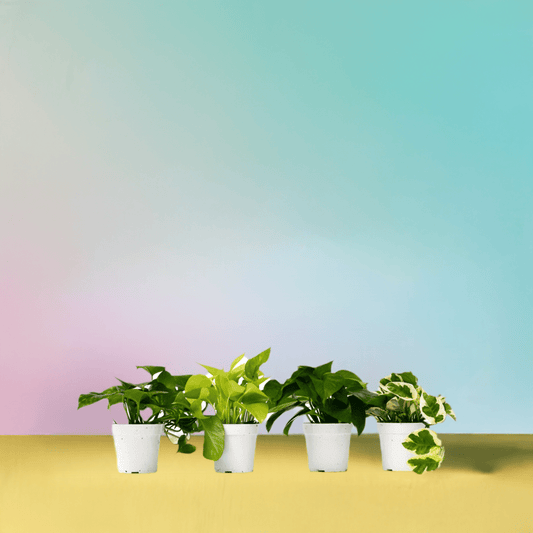 4 Different Pothos Plants in 4" Pots - Live House Plant - Plantonio