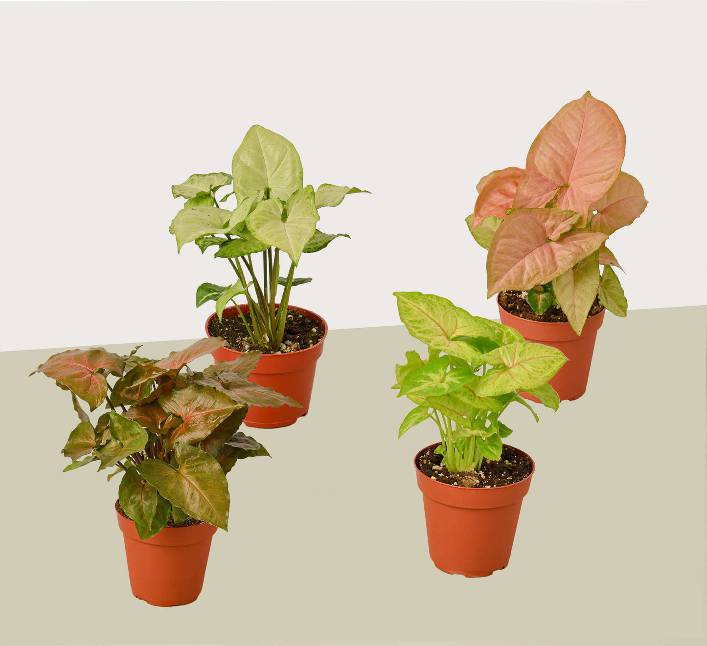 4 Different Syngonium Plants - Arrowhead Plants / 4" Pot / Live Plant - Plantonio