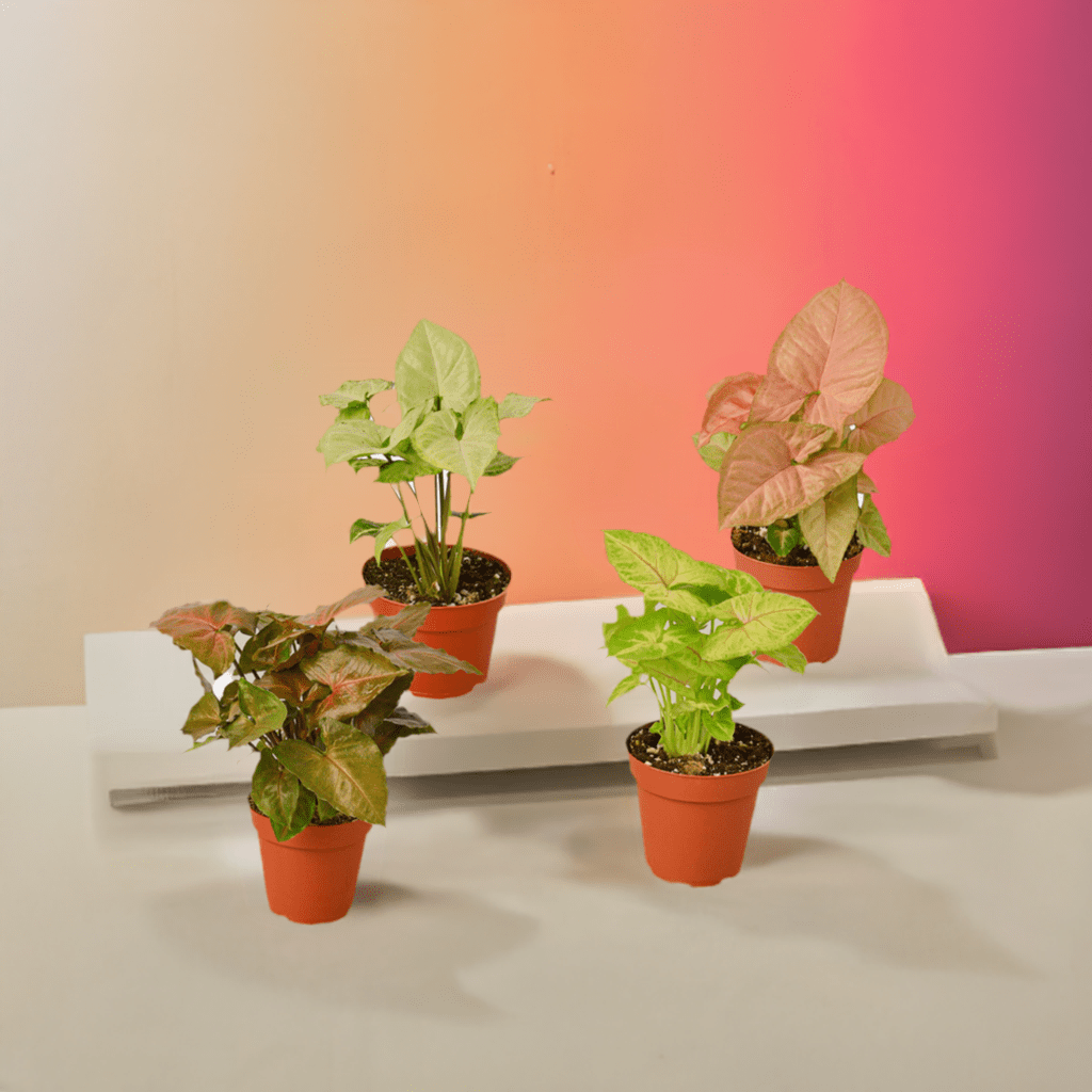 4 Different Syngonium Plants - Arrowhead Plants / 4" Pot / Live Plant - Plantonio