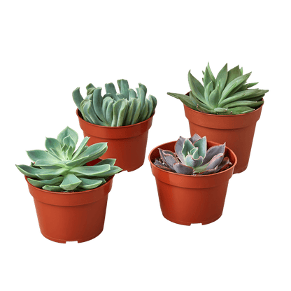4 Echeveria Succulent Variety Pack - 4.0" Pot - Plantonio