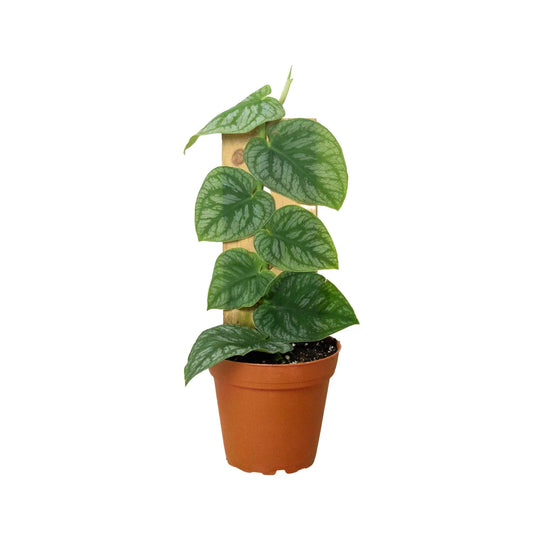 Monstera 'Dubia' (Shingle Plant) - Plantonio
