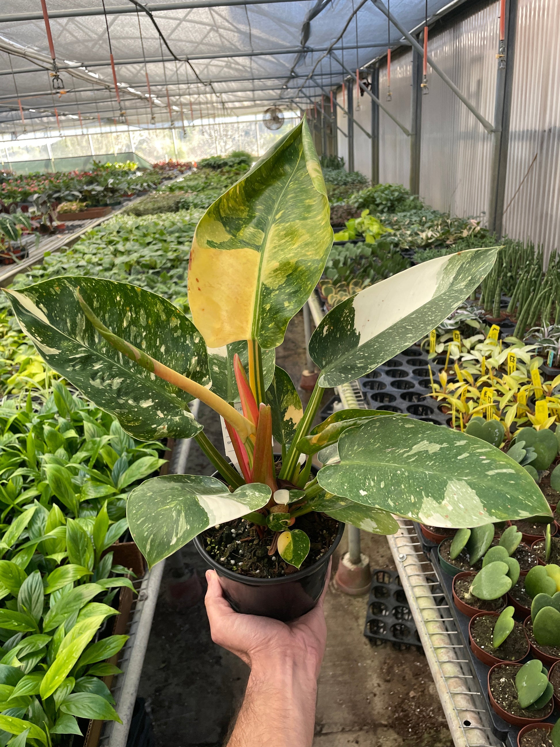 Philodendron 'Congo Green Variegated' - Plantonio
