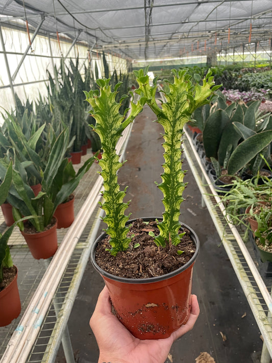 Euphorbia 'Mint Cream' - Plantonio