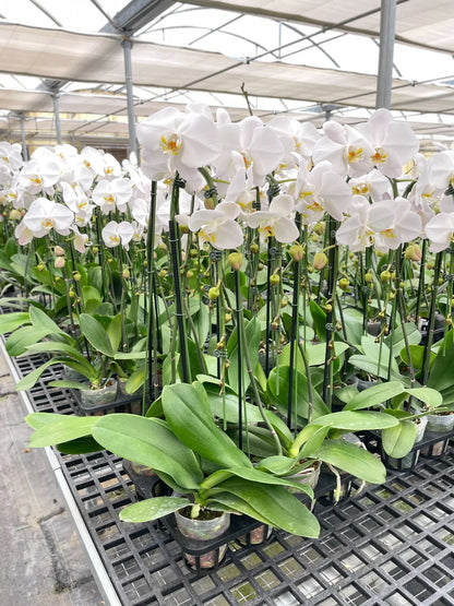 Orchid 'White Phalaenopsis' - Plantonio